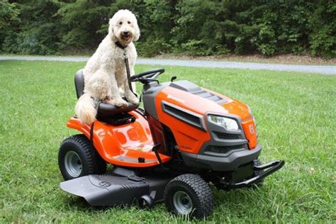 Driving a LAWNMOWER Over the Dog